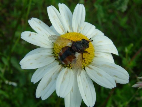 Tachina fera